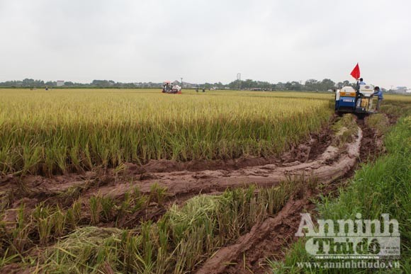 Xem người Hà Nội "cơ giới hóa" trên đồng lúa ảnh 3