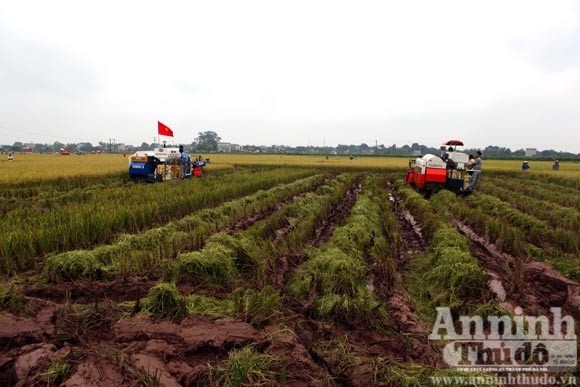 Xem người Hà Nội "cơ giới hóa" trên đồng lúa ảnh 4