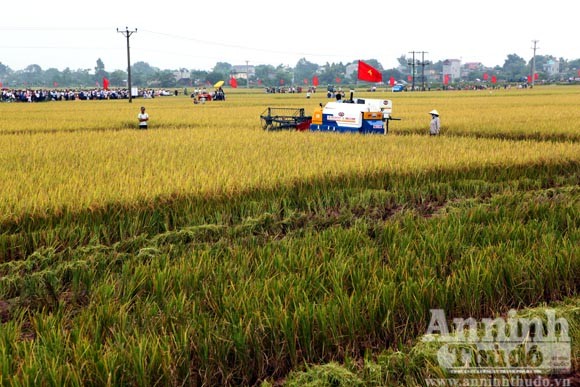 Xem người Hà Nội "cơ giới hóa" trên đồng lúa ảnh 5