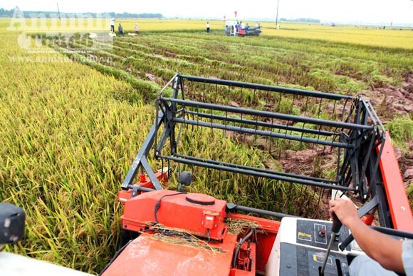 Xem người Hà Nội "cơ giới hóa" trên đồng lúa ảnh 6