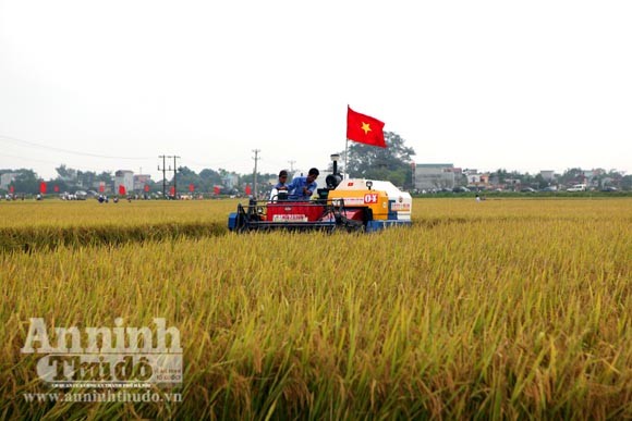 Xem người Hà Nội "cơ giới hóa" trên đồng lúa ảnh 7