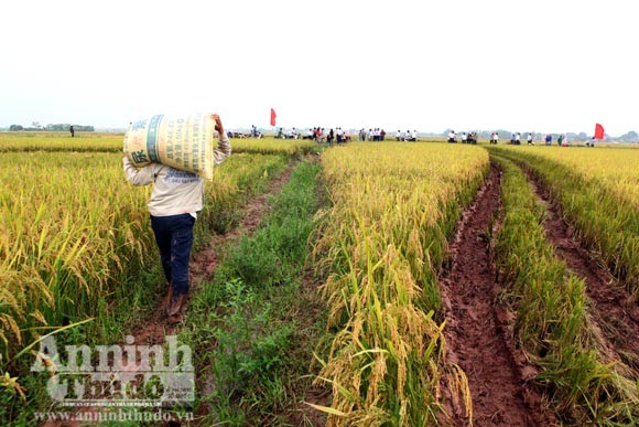Xem người Hà Nội "cơ giới hóa" trên đồng lúa ảnh 8
