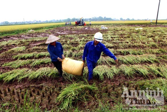 Xem người Hà Nội "cơ giới hóa" trên đồng lúa ảnh 9