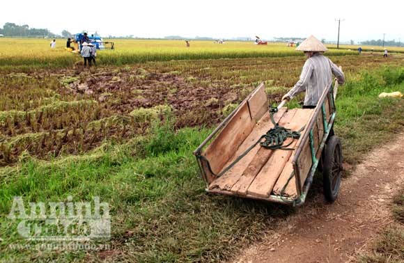 Xem người Hà Nội "cơ giới hóa" trên đồng lúa ảnh 10