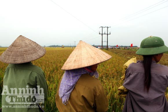 Xem người Hà Nội "cơ giới hóa" trên đồng lúa ảnh 11