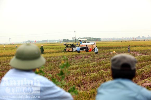 Xem người Hà Nội "cơ giới hóa" trên đồng lúa ảnh 12
