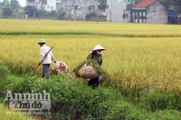 Xem người Hà Nội "cơ giới hóa" trên đồng lúa ảnh 14