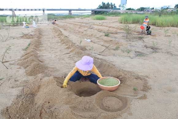 Gieo mầm sống trên triền cát ảnh 13