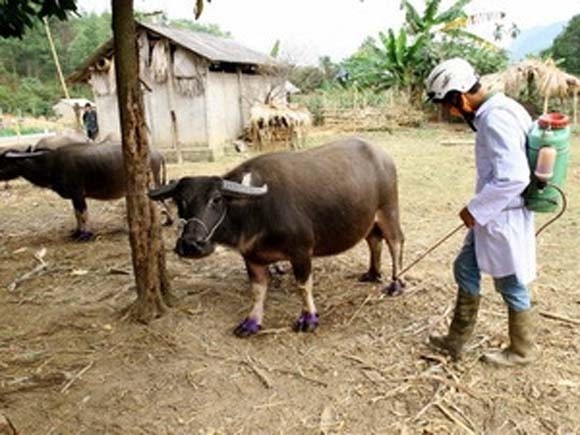Xuất hiện chủng virus lở mồm long móng mới ảnh 1