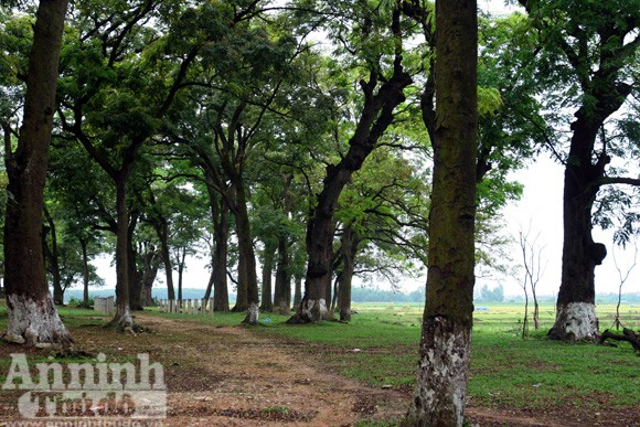 Chiêm ngưỡng “rừng vàng” nơi đất thiêng Thủ đô ảnh 1