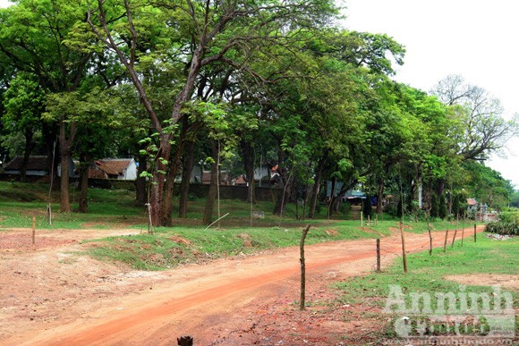 Chiêm ngưỡng “rừng vàng” nơi đất thiêng Thủ đô ảnh 4