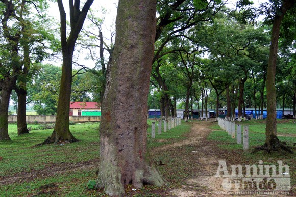 Chiêm ngưỡng “rừng vàng” nơi đất thiêng Thủ đô ảnh 3