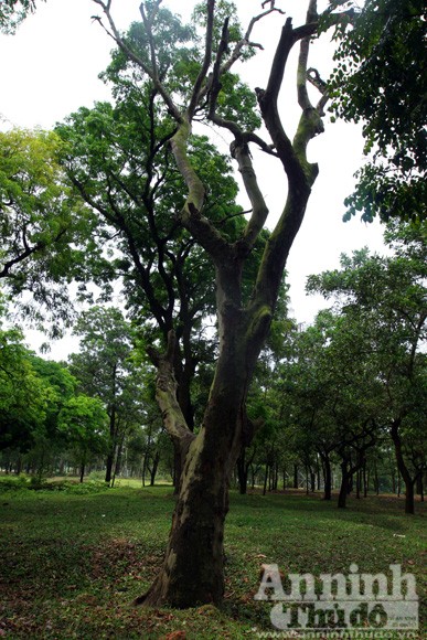 Chiêm ngưỡng “rừng vàng” nơi đất thiêng Thủ đô ảnh 11