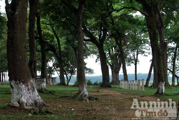 Chiêm ngưỡng “rừng vàng” nơi đất thiêng Thủ đô ảnh 12