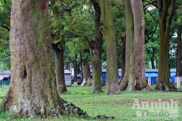 Chiêm ngưỡng “rừng vàng” nơi đất thiêng Thủ đô ảnh 2