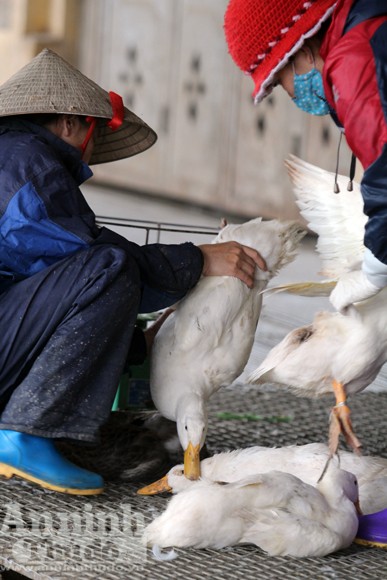 Lo lắng dịch cúm gia cầm, chợ Hà Vĩ đìu hiu, ế ẩm ảnh 6