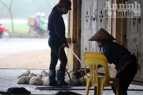 Lo lắng dịch cúm gia cầm, chợ Hà Vĩ đìu hiu, ế ẩm ảnh 8