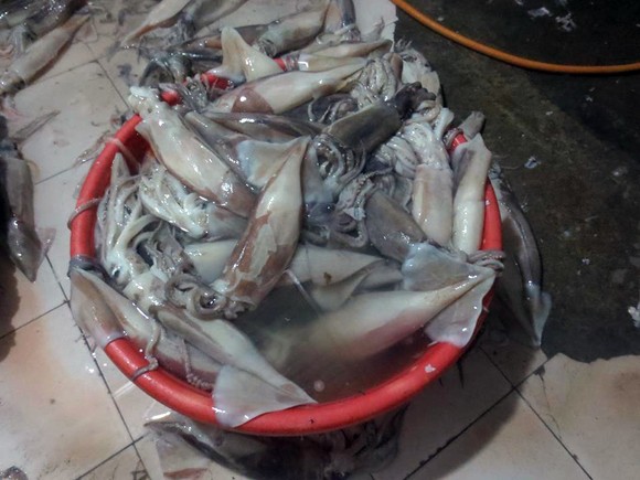 Nhìn cảnh này, ai còn dám ăn mực "tươi", trắng bóc? ảnh 2