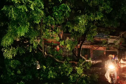 Lốc xoáy quật đổ cây cổ thụ ảnh 1