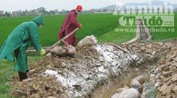 Chủ tịch tỉnh yêu cầu tập trung chống dịch lợn tai xanh ảnh 1