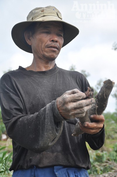 Ngập lũ, dân ùn ùn nhổ sắn non, bán tháo ảnh 5