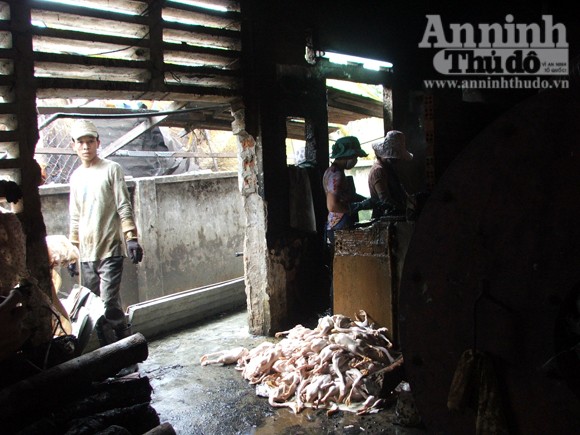 Nhà báo bị tấn công, “giam” trong xưởng vịt ảnh 3