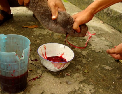 Thực hư chuyện cúng tế thần rắn bằng tiết canh... chuột ảnh 7