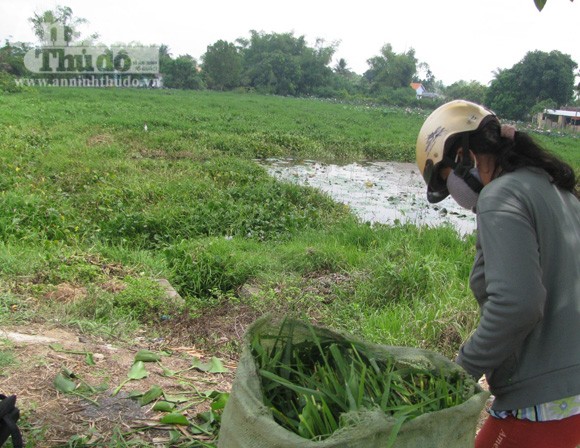 Cá chết, đồng ruộng bỏ hoang vì nguồn nước ỗ nhiễm ảnh 3
