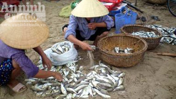 Suýt mất mạng vì nhậu cá nóc ảnh 1