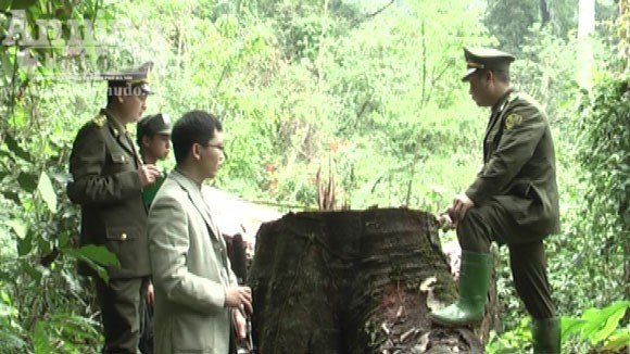 Triệt hạ gỗ nghiến vài trăm tuổi để lấy... thớt bán qua biên giới ảnh 1