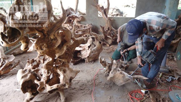 Người dân đổ xô đào núi “săn” gốc xá xị ảnh 5