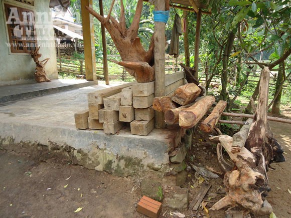Người dân đổ xô đào núi “săn” gốc xá xị ảnh 4