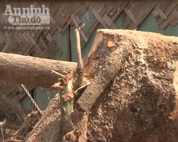 Người dân đổ xô đào núi “săn” gốc xá xị ảnh 3