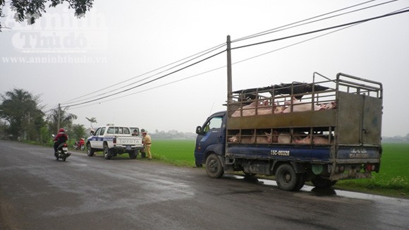 Phát hiện vụ mổ lợn chết ngay bên đường quốc lộ ảnh 1
