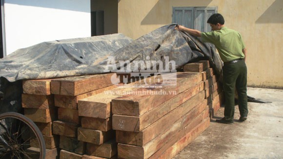 Tước giấy phép lái xe 6 tháng vì vận chuyển gỗ lậu ảnh 1