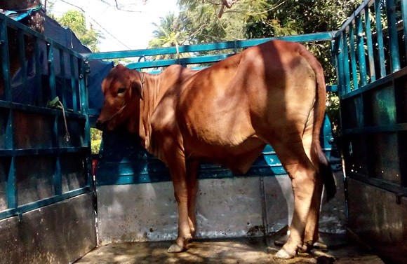 Thuê ô tô đi... trộm bò ảnh 2