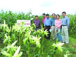 Thực phẩm biến đổi gene: Phát kiến vĩ đại hay thảm hoạ công nghệ? ảnh 1