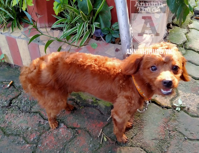 [CLIP] Ôm bọc ma túy lớn, 'nữ quái' vờ dắt theo chó... đi khám bệnh ảnh 2