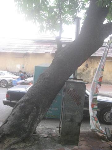 Cây “khủng” đè tủ điện hạ thế ảnh 2