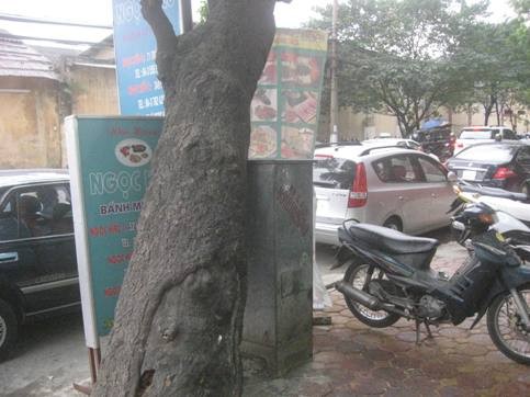Cây “khủng” đè tủ điện hạ thế ảnh 6