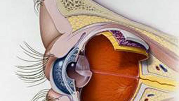 Có tráo nhân thủy tinh thể của bệnh nhân? ảnh 1