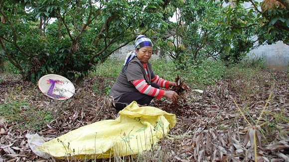 Sẽ tạm ngừng sơ chế nếu cây vải ra lộc ra hoa ảnh 1