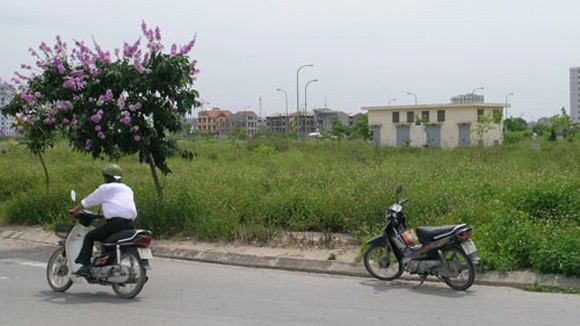 Chuyện phiếm với bò thành phố ảnh 1