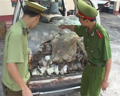 Bắt giữ đối tượng vận chuyển chim bồ câu nhập lậu ảnh 1