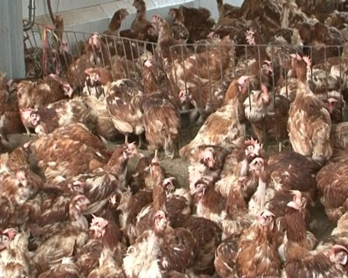 Gà nhập lậu từ Trung Quốc ảnh 1