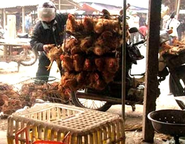 Bất chấp cúm H7N9, hàng nghìn gà vịt lậu vẫn tuồn từ TQ về VN ảnh 1