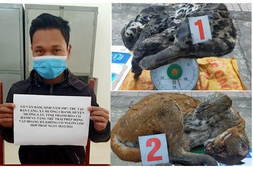 Đầu nậu chuyên cung ứng động vật hoang dã từ Lào về Việt Nam bị bắt ảnh 1