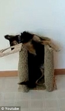Kỳ lạ chú chó tự động đứng bằng hai chân khi ăn ảnh 2