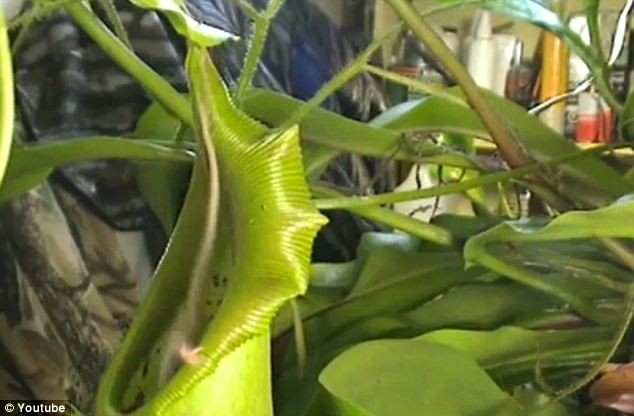 Kinh hoàng cây ăn thịt chuột ảnh 2