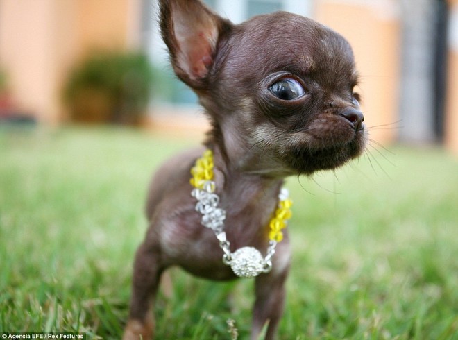 Ngắm nhìn chú chó Chihuahua nhỏ nhất thế giới ảnh 4